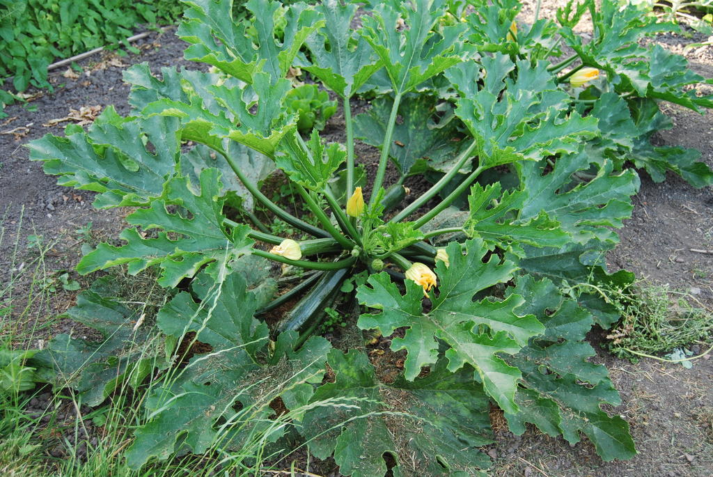 Bed&Brood De Straverdonk Graft Habitación foto